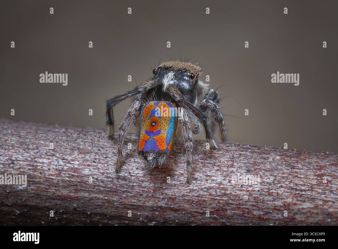 Eine männliche Pfauenspinne (Maratus clupeatus) in seinen Brutfarben. Stockfoto