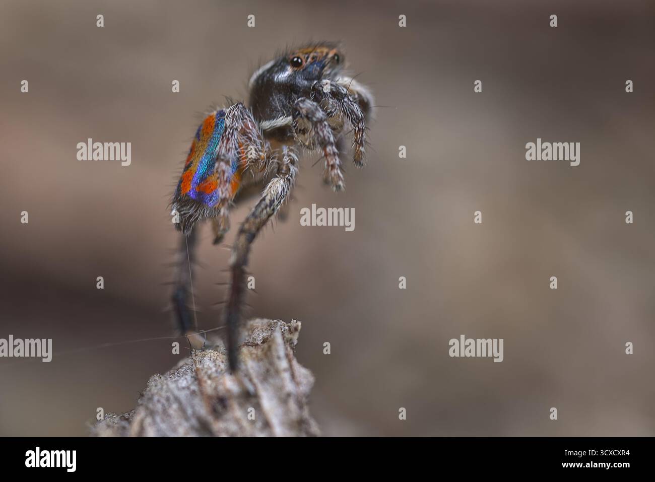 Ein männlicher Pfauenspidr (Maratus clupeatus) springt. Das Kreuzstück verwendet ein Hydrauliksystem durch die langen dritten Beine, um zu springen. Stockfoto