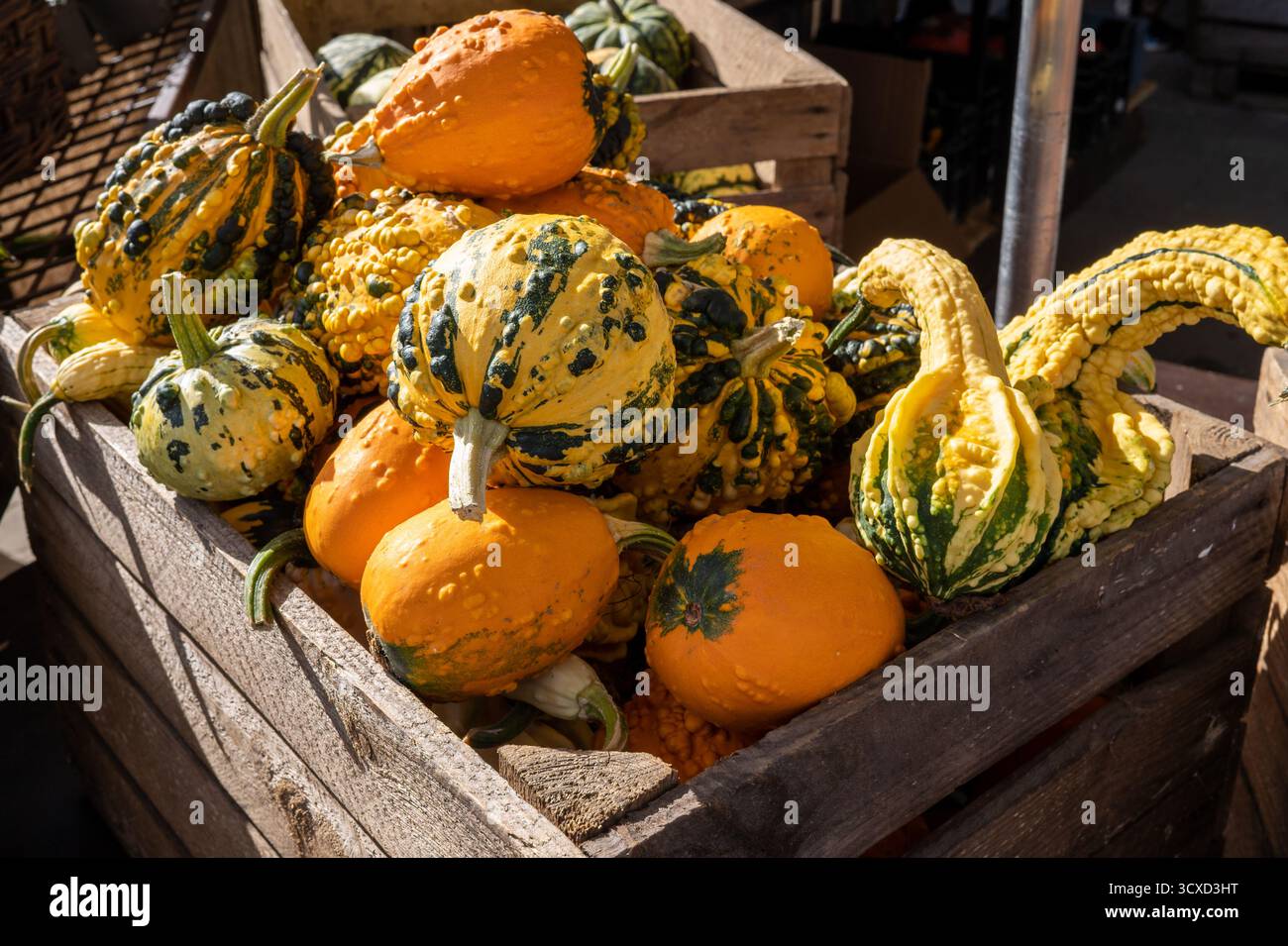 Nahaufnahme verschiedener Sorten dekorativer Kürbisse Cucurbita Ziermischung in Holzkiste beim Erntefest. Stockfoto