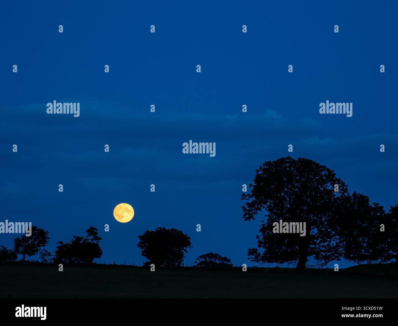 Vollmond, der über Silhouetten von Bäumen unter einem tiefblauen Abendhimmel aufsteigt Stockfoto