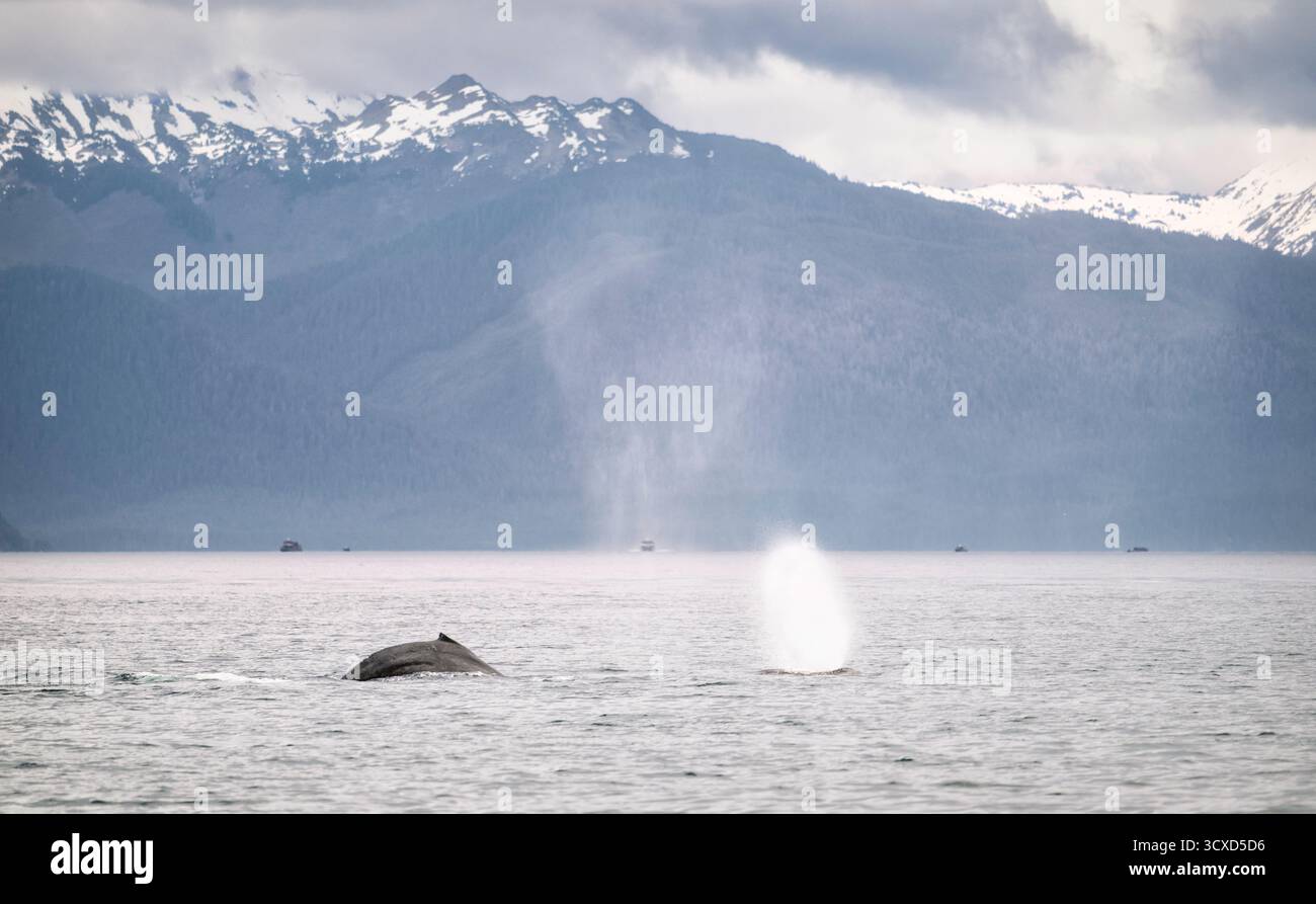 Buckelwale (Megaptera novaeangliae), die beim Füttern in Gewässern in der Nähe der Icy Strait, Alaska, USA, wehen. Stockfoto