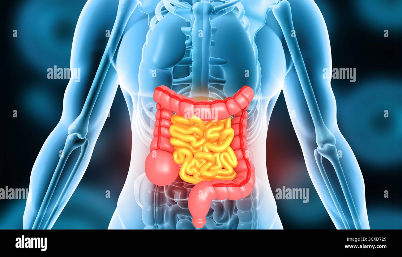 Die Anatomie des menschlichen Körpers des Verdauungssystems auf wissenschaftlichem Hintergrund. 3D-Abbildung Stockfoto