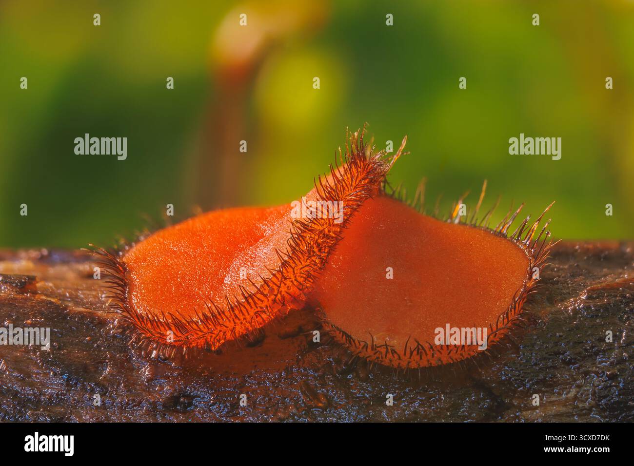 Gemeinsamer Wimpernbecher - Scutellinia scutellata Stockfoto