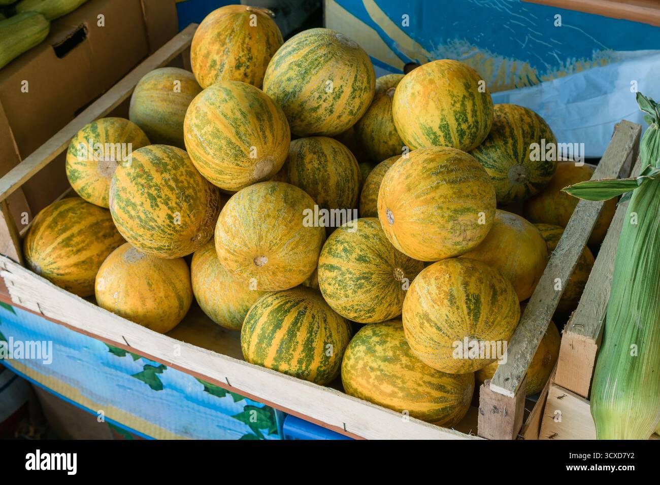 Frisch geerntete runde Melonen, die ordentlich in einer rustikalen Holzkiste auf einem lebhaften Markt angeordnet sind und an Kunden verkauft werden können Stockfoto
