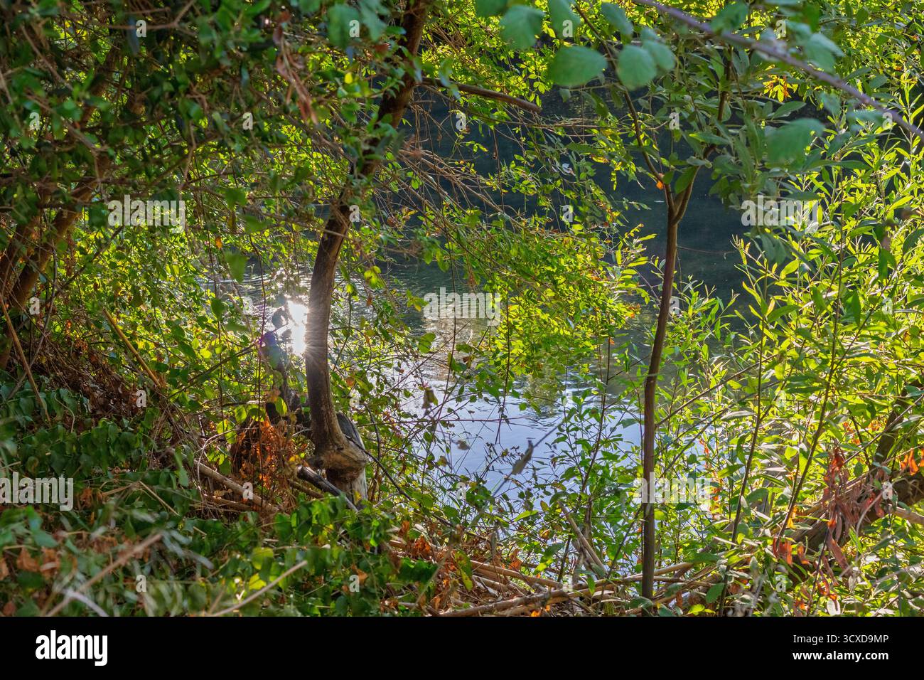 Sonnenstrahlen durchdringen üppig grünes Laub und erhellen das ruhige Wasser eines abgelegenen Waldflusses Stockfoto