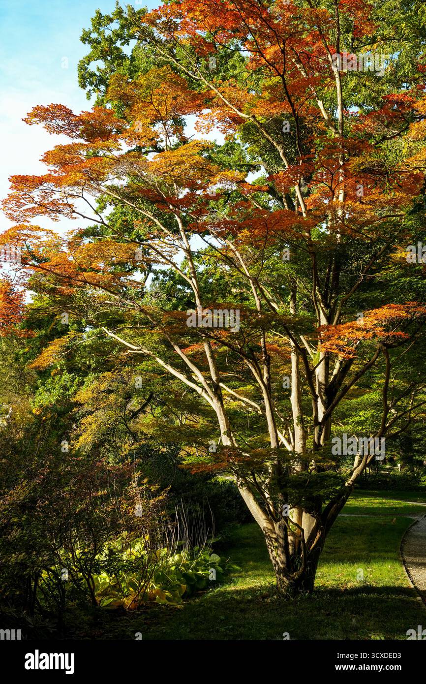 Ein prächtiger Fan Ahorn (Acer Palmatum) in brillanter Herbstfarbe. Verzweigungen Mit Roten Und Orangefarbenen Herbstblättern Verteilen Stockfoto