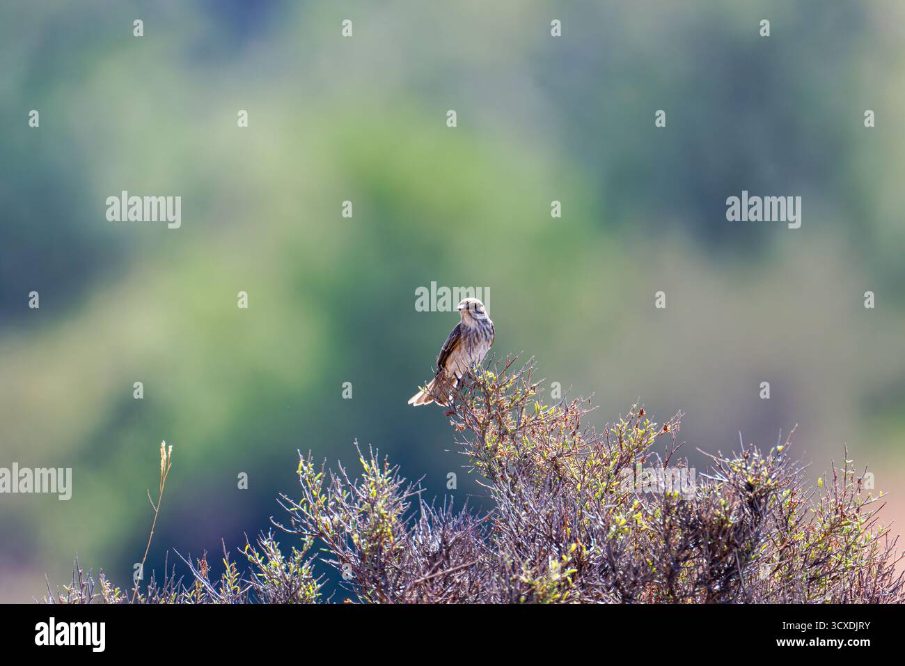 Ein kleiner gefleckter Fliegenfänger (Muscicapa striata), der auf einem Busch mit einem unscharfen grünen Hintergrund thront. Stockfoto