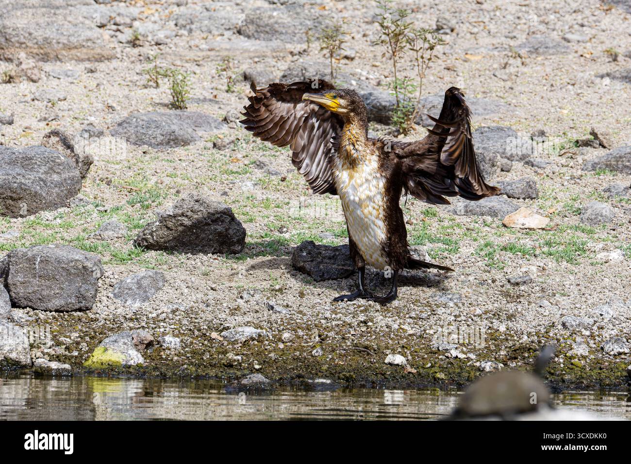 Ein Kormoran trocknet seine Flügel an einem felsigen Ufer in der Nähe von Wasser. Stockfoto