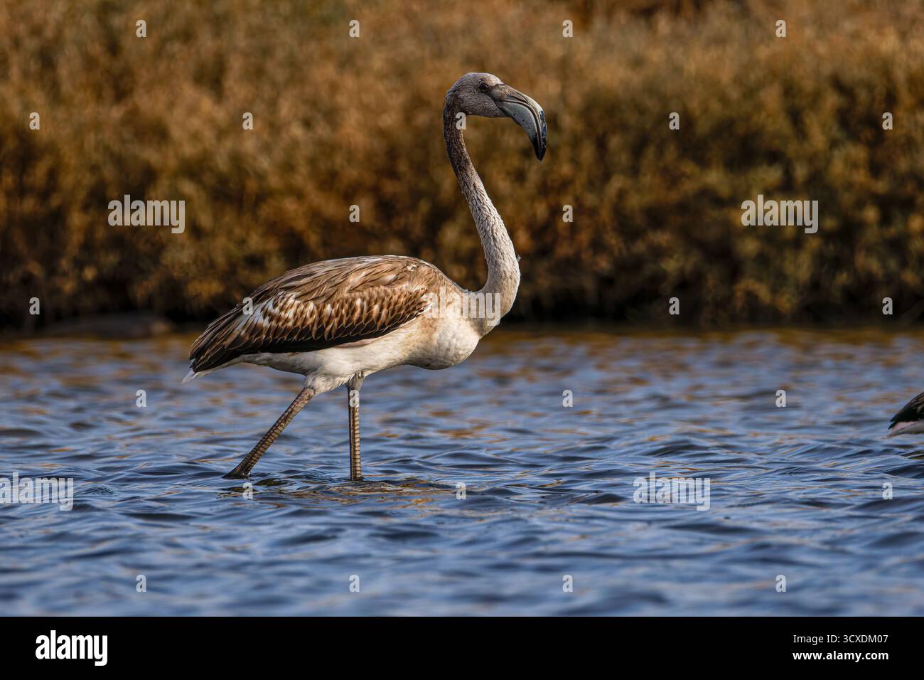 Ein junger Flamingo, der in flachem Wasser mit braunem Gefieder watscht. Stockfoto