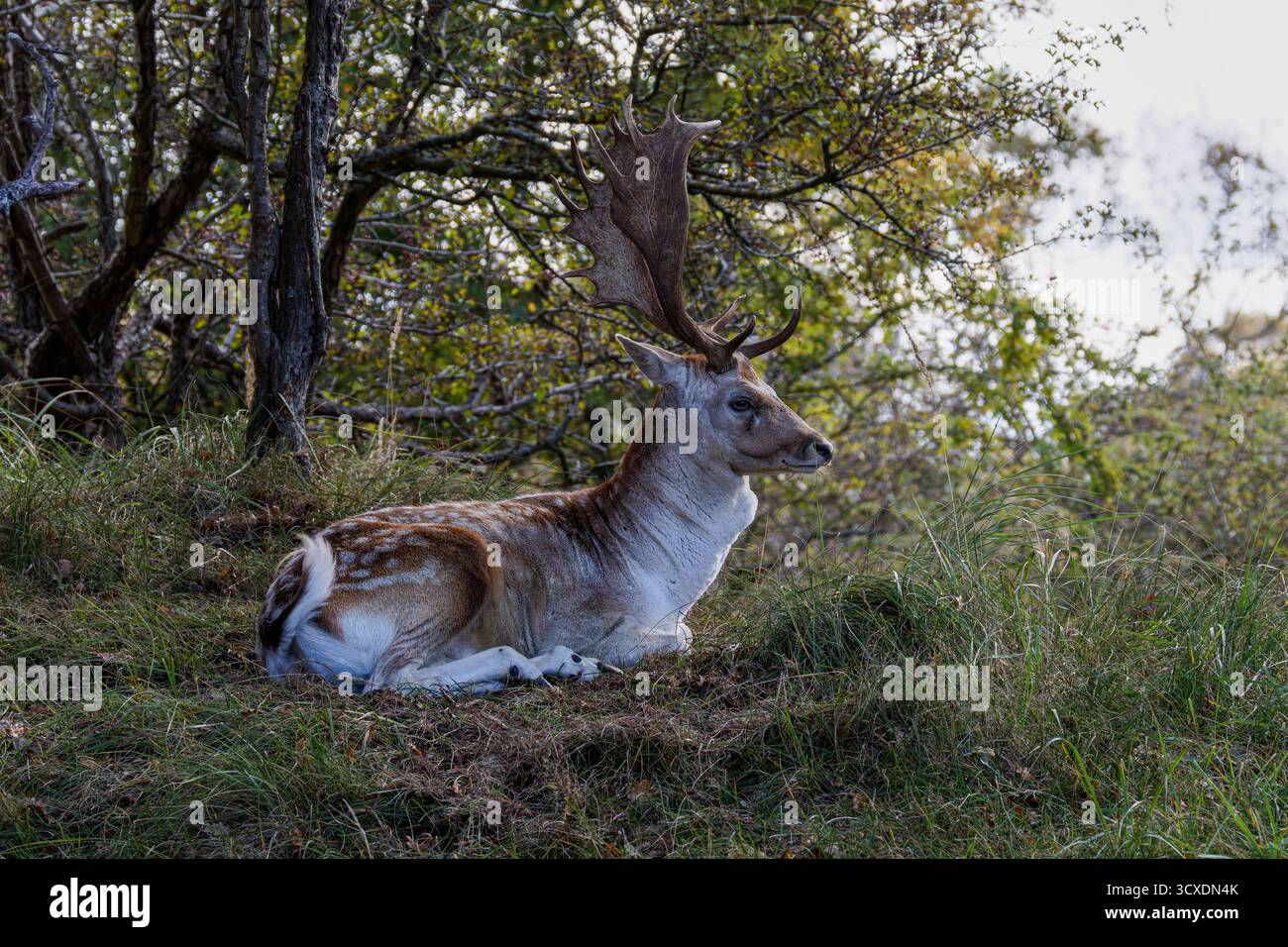 Ein majestätischer Hirsch mit großen Geweihen auf einer Waldlichtung. Stockfoto