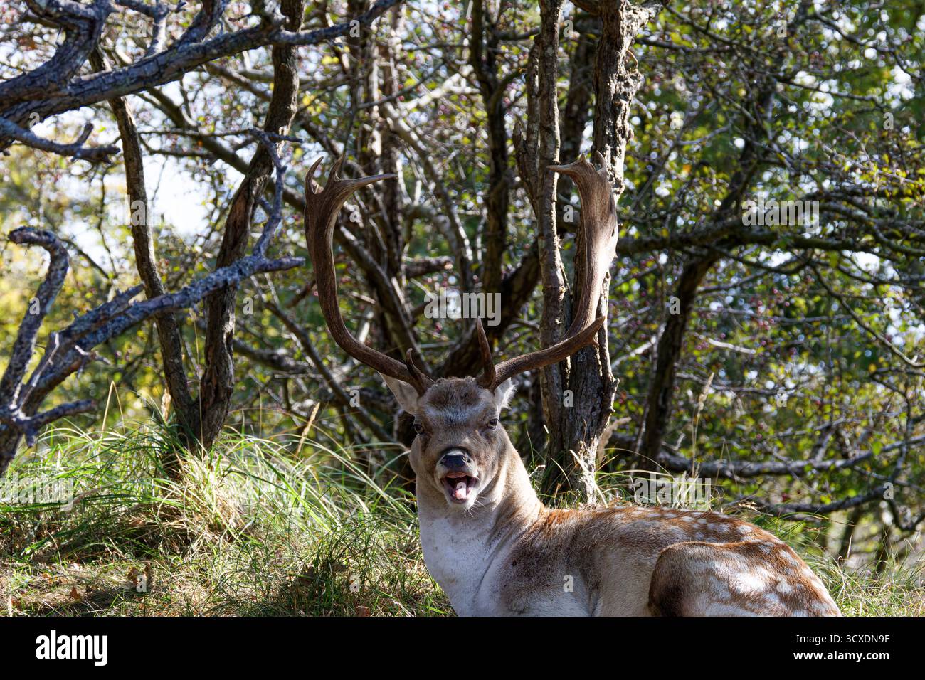 Ein Hirsch mit großen Geweihen, der in einem bewaldeten Gebiet ruht. Stockfoto