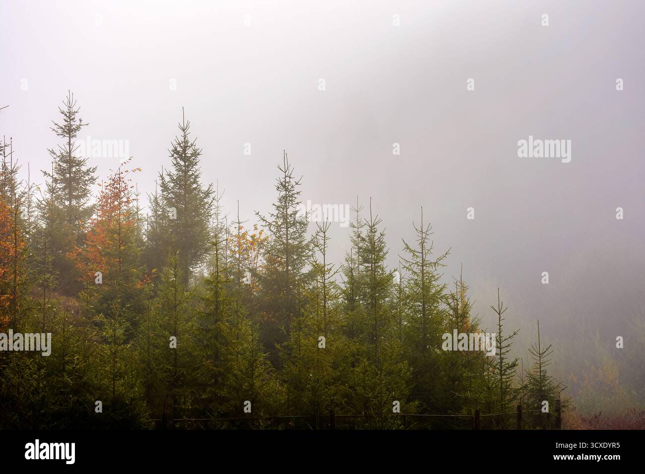 Tannenwald im Nebel. nebelige Landschaft mit Nadelbäumen. Geheimnisvoller Vormittagshintergrund in den Bergen. Kalte Herbstwettervorhersage in karpaten. Stockfoto