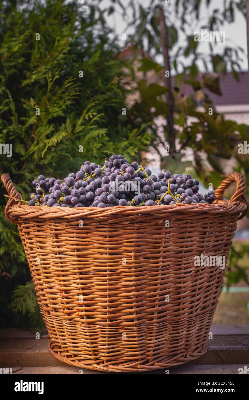 Korb aus Korb mit frisch geernteten dunkelvioletten Weintrauben repräsentiert die Herbstlese des Weinbaus, der frisches Bio-Obst erzeugt Stockfoto