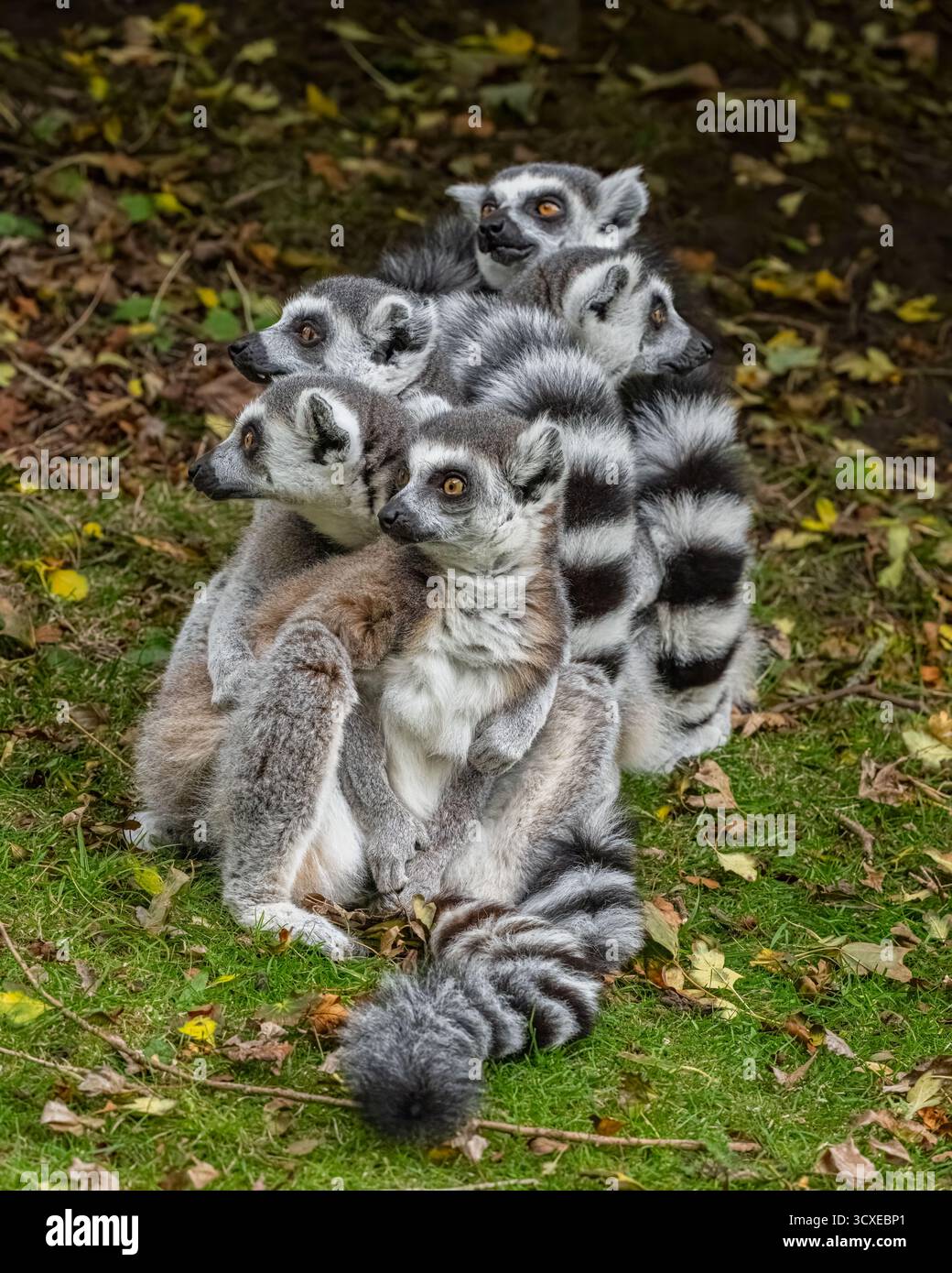 Ring-tailed Lemur Stockfoto