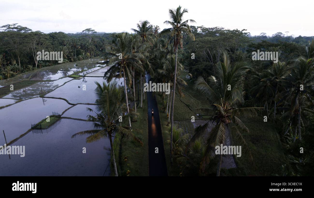 Aus der Vogelperspektive eines einsamen Rollers, der durch palmengesäumte Straßen und reflektierende Reisfelder in Ubud, Bali, fährt – eine ruhige tropische Morgenszene. Stockfoto