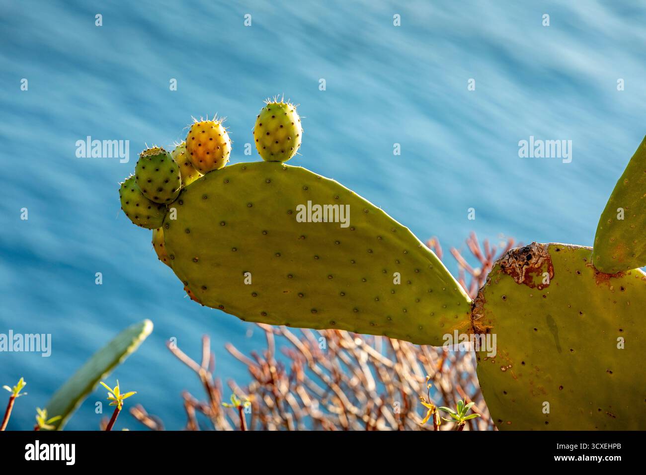 Opuntia Ficus-Indica, die Feigenbirne. Reife orange-gelbe Kaktusfrüchte und dicke grüne Pads mit Stacheln. Eine Kaktusart mit essbaren Früchten — al Stockfoto