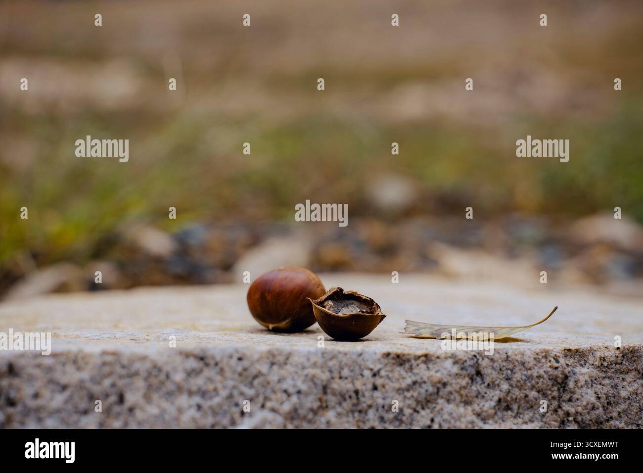 Kastanienbeeren und Blätter auf einen Stein gelegt Stockfoto