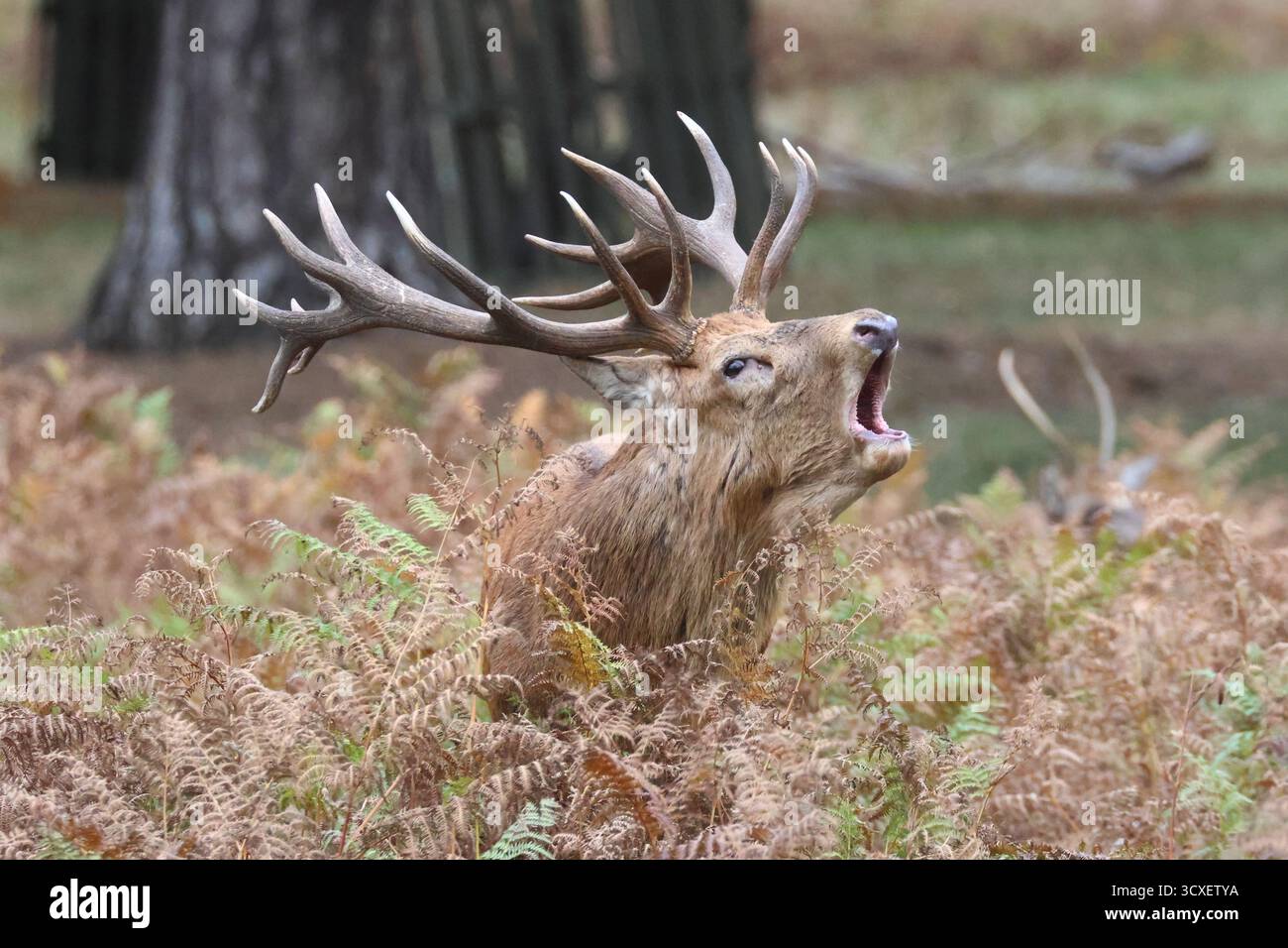 Buschy Park, London, UK. 14. Oktober 2025. Die Rotwild-Furche setzt sich heute fort und große Männchen brüllen als Zeichen der Dominanz. Quelle: Ed Brown/Alamy Live News Stockfoto