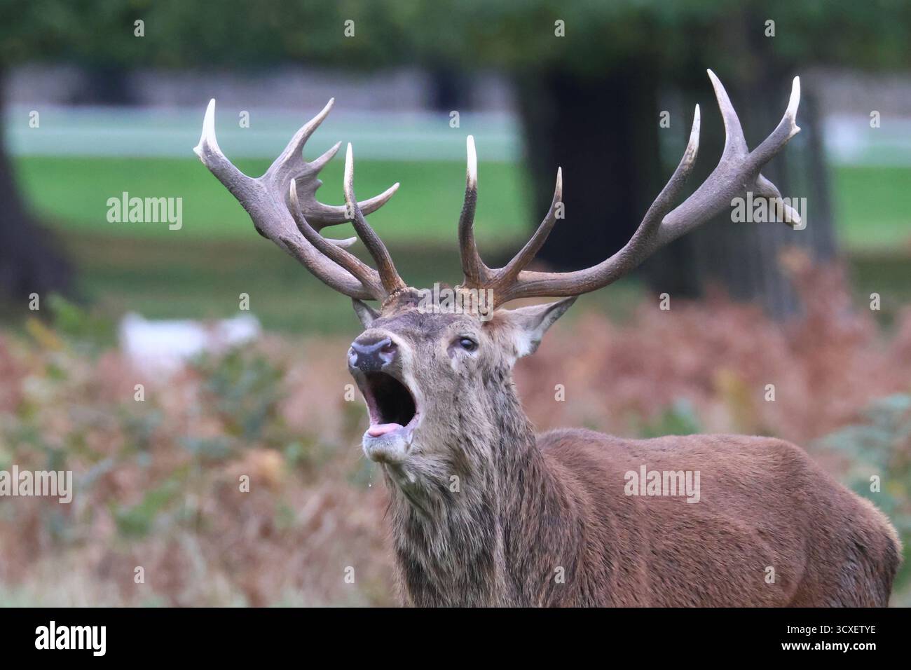 Buschy Park, London, UK. 14. Oktober 2025. Die Rotwild-Furche setzt sich heute fort und große Männchen brüllen als Zeichen der Dominanz. Quelle: Ed Brown/Alamy Live News Stockfoto