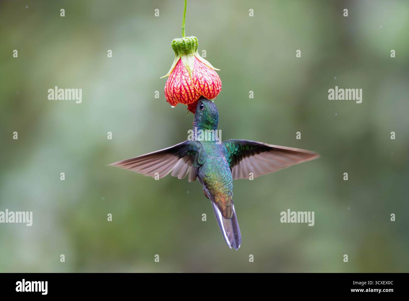Grüner Hillstar (Urochroa leucura) ernährt sich von Abutilon-Blüte in Sumaco, ecuadorianischen Nebelwald. Stockfoto