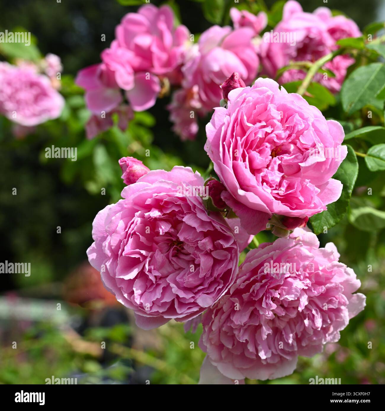Doppelte rosa Sommerblumen der englischen Sträucherrose, rosa Harlow Carr UK Garten September Stockfoto