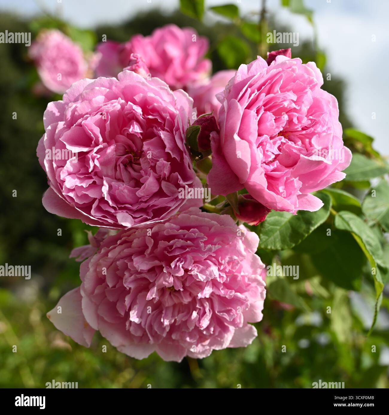Doppelte rosa Sommerblumen der englischen Sträucherrose, rosa Harlow Carr UK Garten September Stockfoto