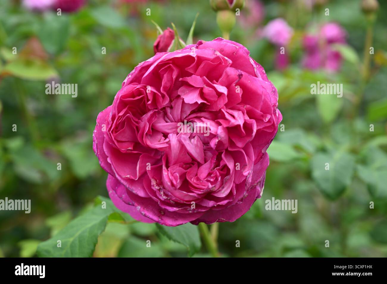 Dunkelrosa Doppelblumen der Strauchrose Rosa James L. Austin UK Garden September Stockfoto