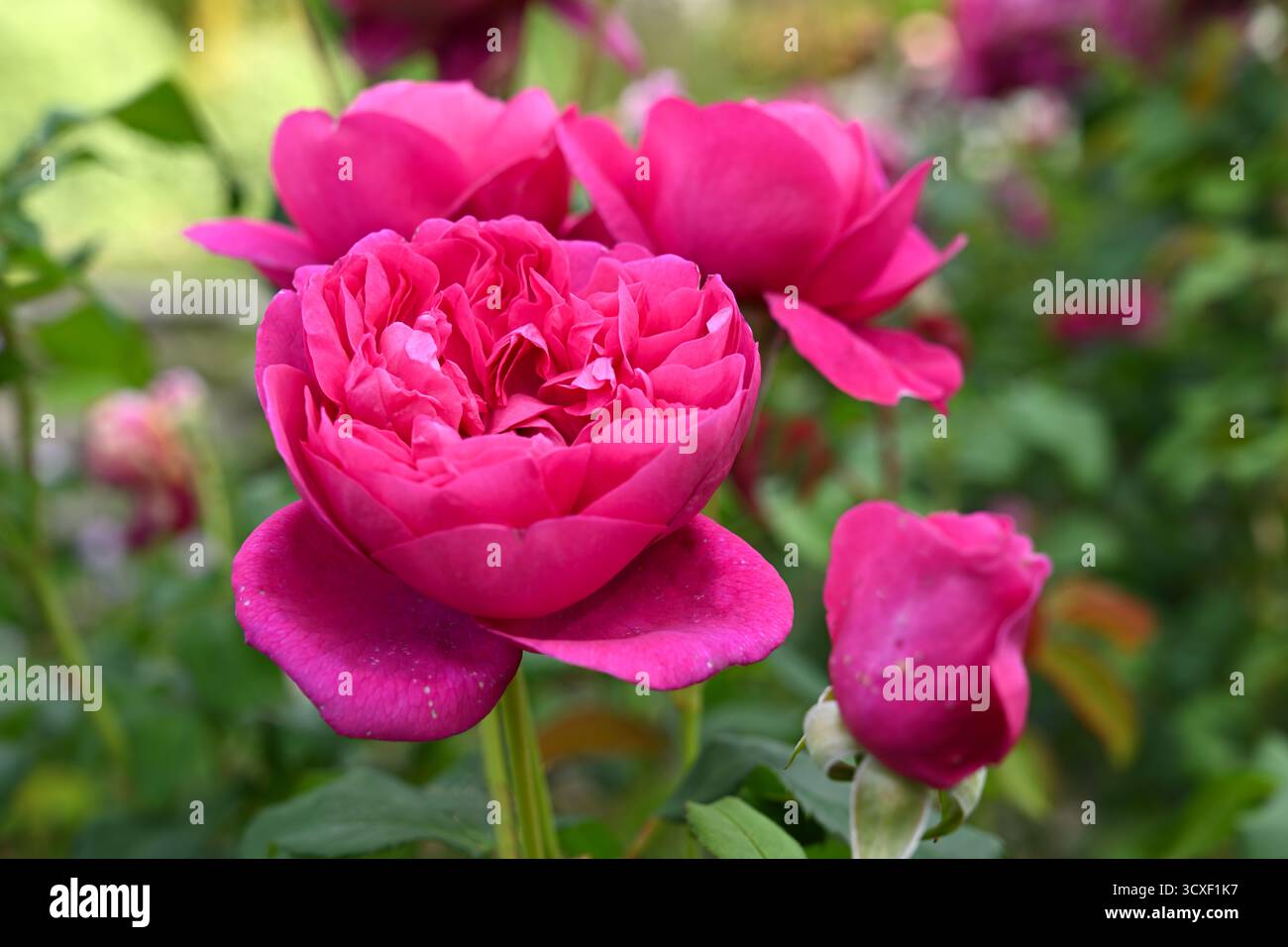 Dunkelrosa Doppelblumen der Strauchrose Rosa James L. Austin UK Garden September Stockfoto