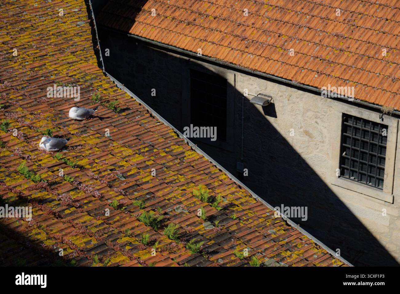 Zwei Vögel ruhen auf einem gekachelten Dach mit dunklen Schatten in Portugal Stockfoto