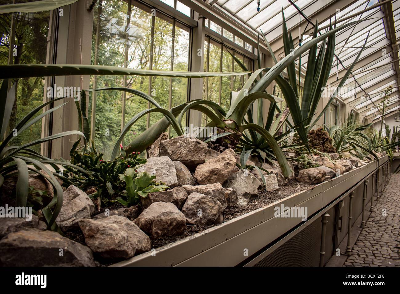 Groe Topfpflanzen Aloe Vera Pflanze in einem weien Kunststoffbehlter  innerhalb eines Hauses mit Licht aus einem nahe gelegenen Fenster  Stockfotografie - Alamy
