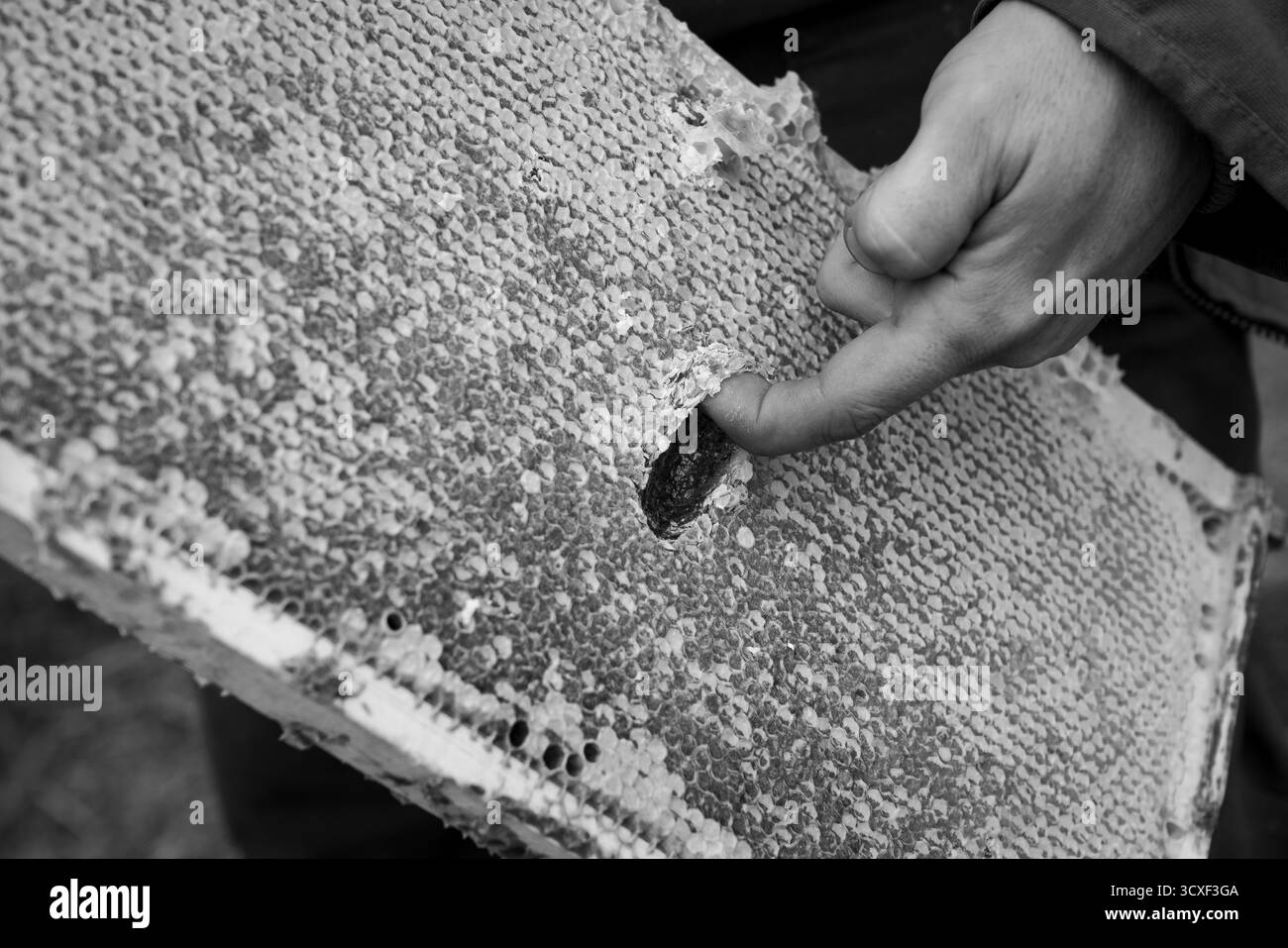 Schwarz-weiß-Foto eines Imkers, der mit einem Finger auf der Dancing Bee Farm in Port Hope, Ontario, Kanada, eine Wabenbedeckung inspiziert Stockfoto