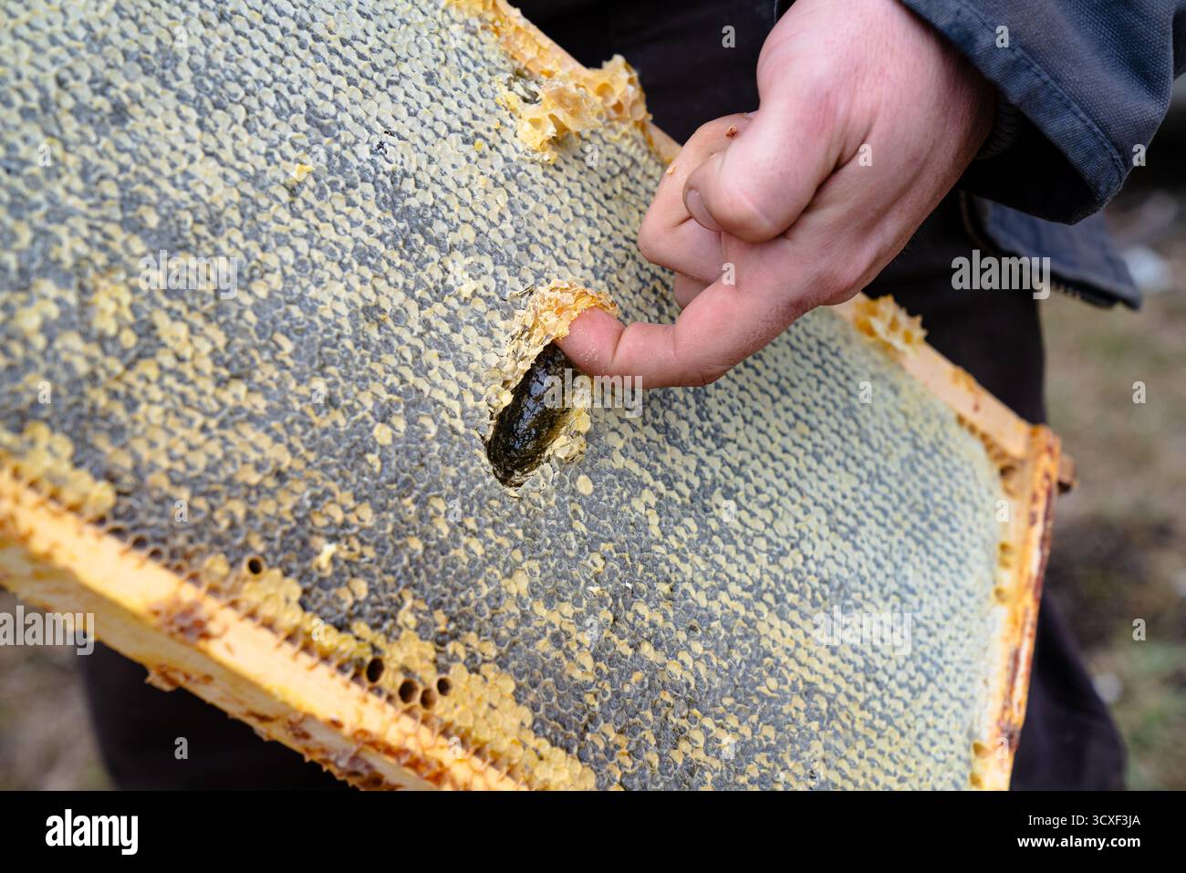 Ein Imker drückt einen Finger in eine Bienenwabe, um den Honig in einer Bienenfarm zu testen Stockfoto