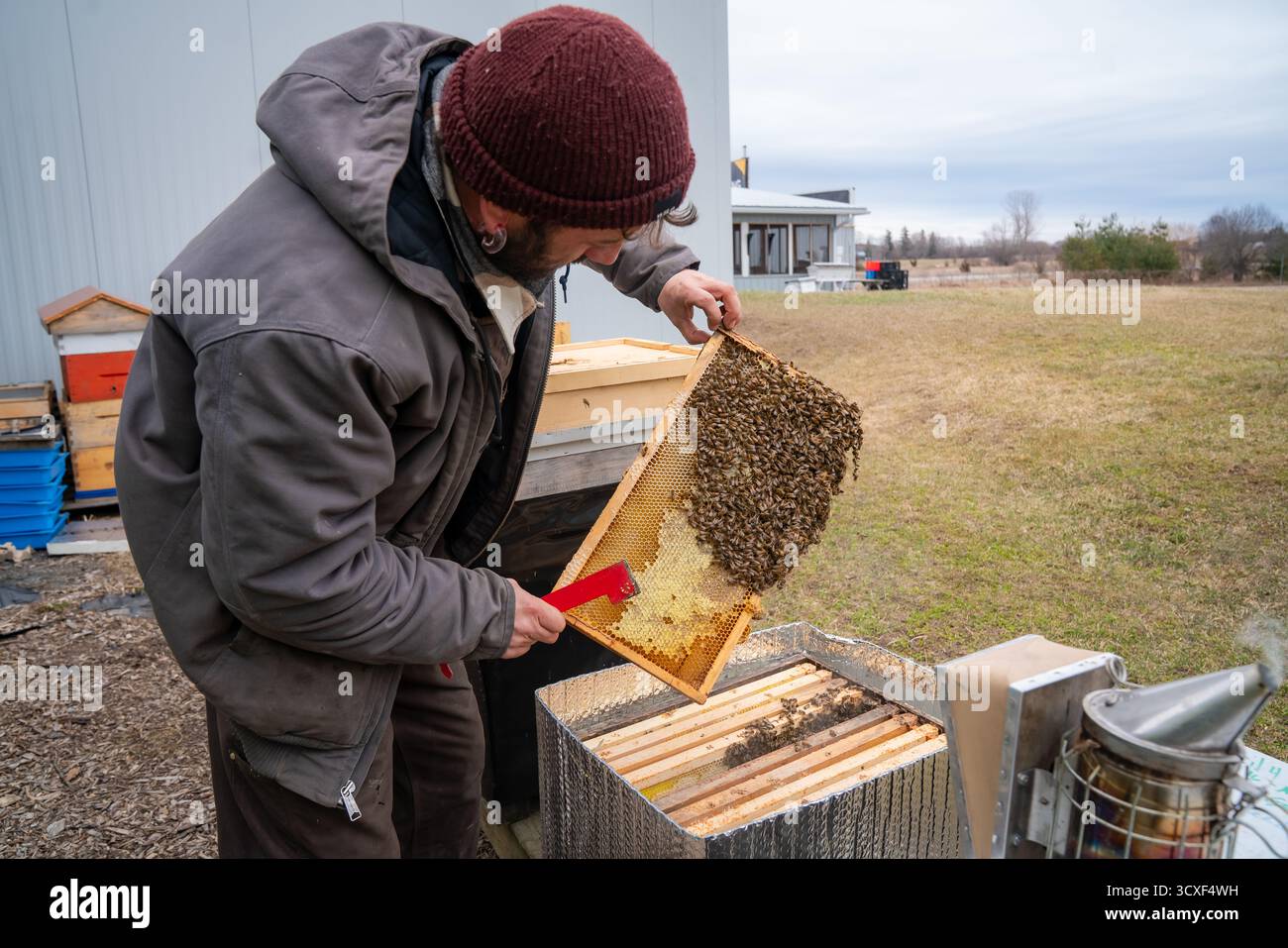 Ein Imker inspiziert auf der Dancing Bee Farm einen mit Bienen gefüllten Rahmen und untersucht die Entwicklung der Wabenbildung und die Stärke der Kolonie im Freiluftbienenhaus. Stockfoto