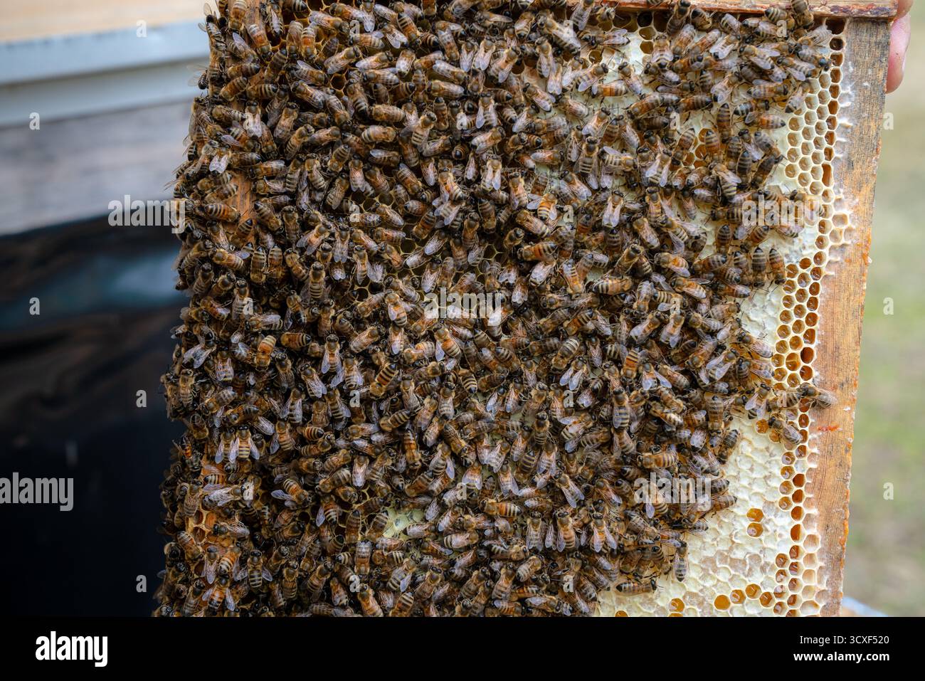 Eine Honigbienkolonie arbeitet aktiv an einem Bienenstock, der mit verdeckten Honigzellen gefüllt ist, und unterstreicht so den Prozess der natürlichen Honigproduktion Stockfoto