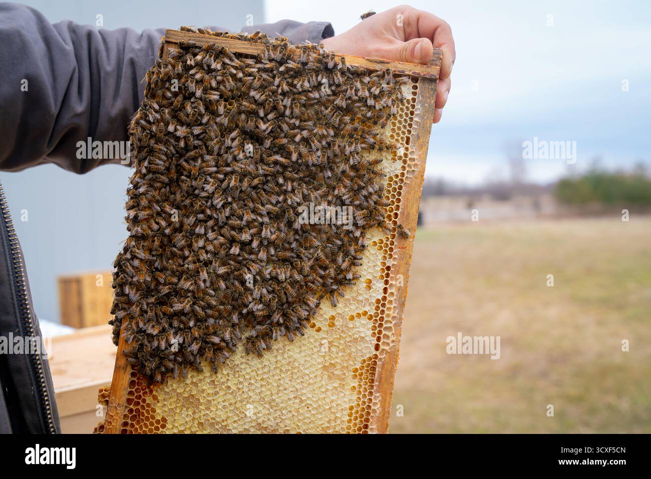 Imker hält einen Rahmen voller aktiver Honigbienen und mit einer Kappe versehener Waben, der Produktivität, Gleichgewicht und natürliche Handwerkskunst symbolisiert Stockfoto