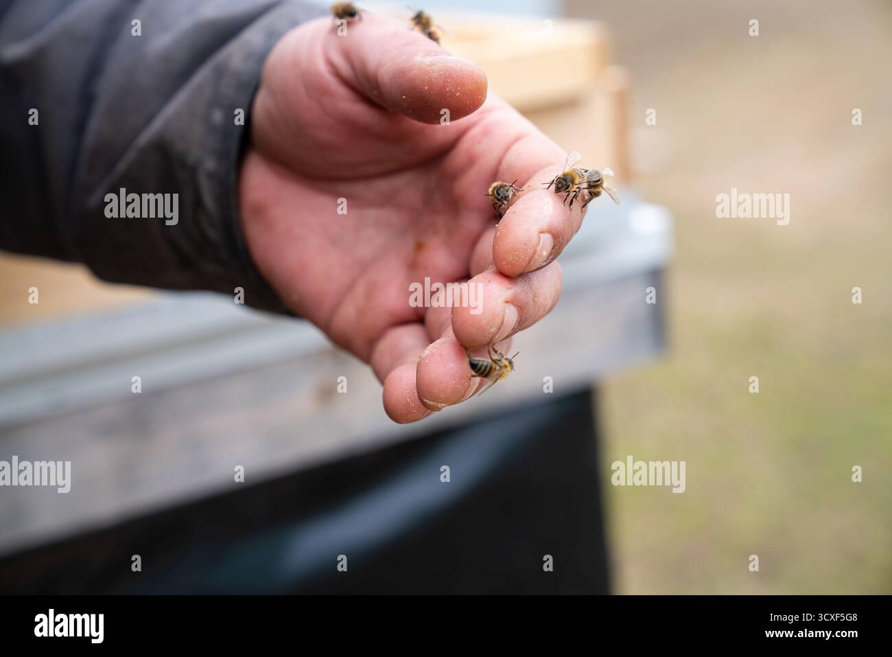 Ein Imker hält mehrere Honigbienen in offener Hand in einer Bienenfarm und zeigt damit Harmonie zwischen Mensch und Bestäuber in ethisch nachhaltiger Bienenzucht Stockfoto