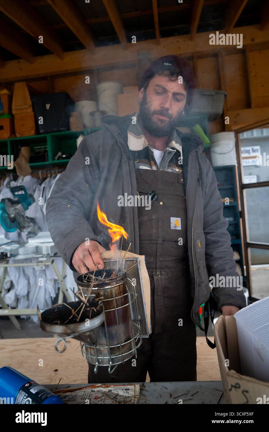 Ein Imker entzündet Stroh in einem Metallraucher in einer Holzwerkstatt auf der Dancing Bee Farm als Teil der Bienenvorbereitung im Frühjahr Stockfoto