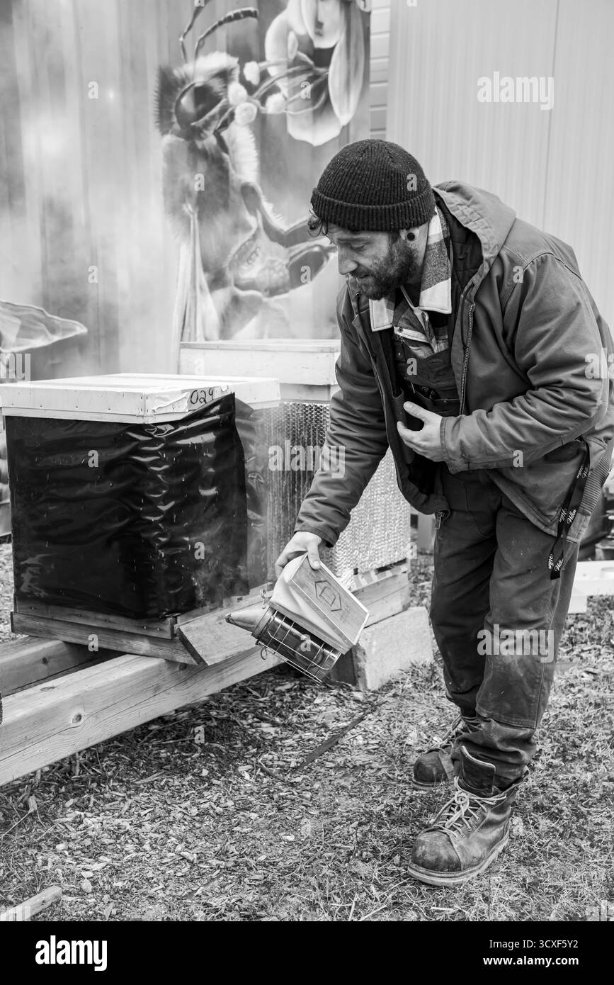 Ein Imker neigt dazu, Bienenstöcke mit einem Raucher zu bedienen, der in Schwarz-weiß gehalten wird, um die Texturen, den Rauch und die Handwerkskunst der Bienenzucht hervorzuheben Stockfoto