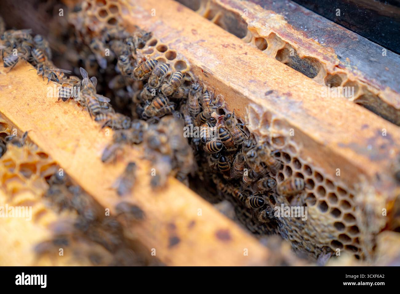 Honigbienen arbeiten entlang der Holzkanten von Bienenwabenrahmen, mit sichtbaren Wabenzellen und Wachsdetails, die die natürliche Ordnung und Koordination der Kolonie betonen Stockfoto
