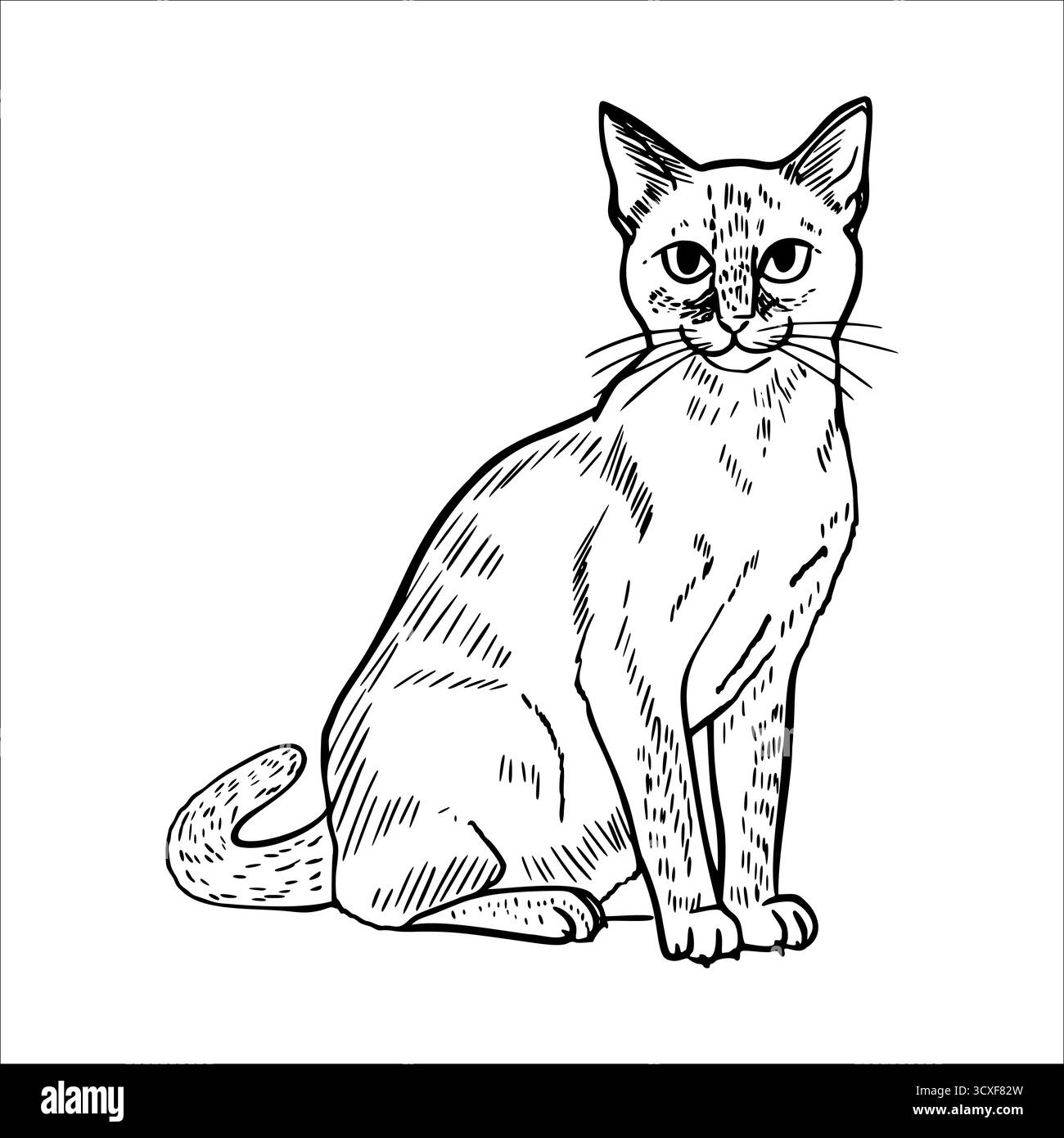 Eine detaillierte Linienzeichnung einer Hauskatze, die aufrecht sitzt. Die Katze hat einen schlanken Körper, spitze Ohren und einen langen Schwanz. Sein Ausdruck ist neugierig und Stock Vektor