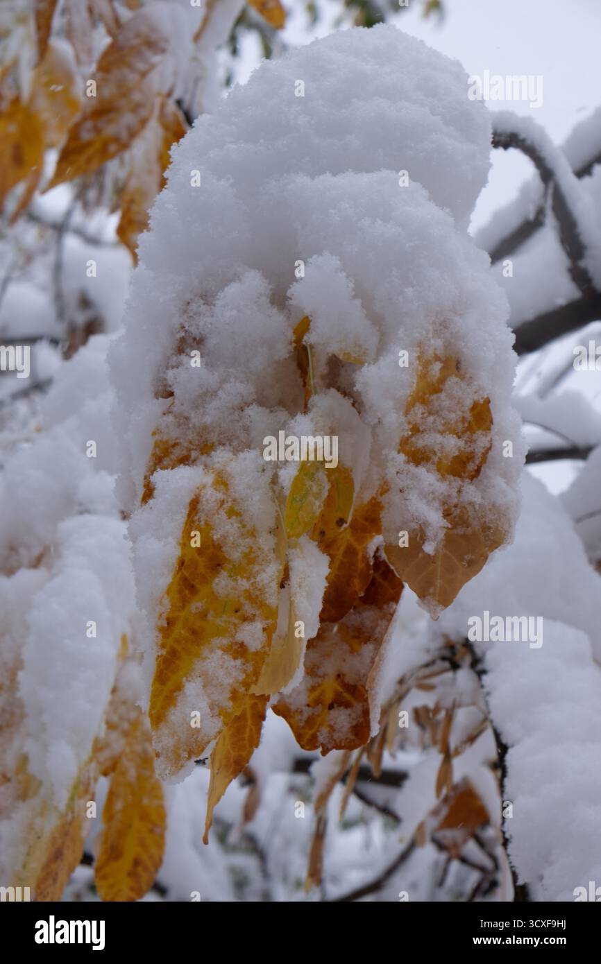 Im Winterwald mit Schnee bedeckte Blätter. Nahaufnahme Stockfoto