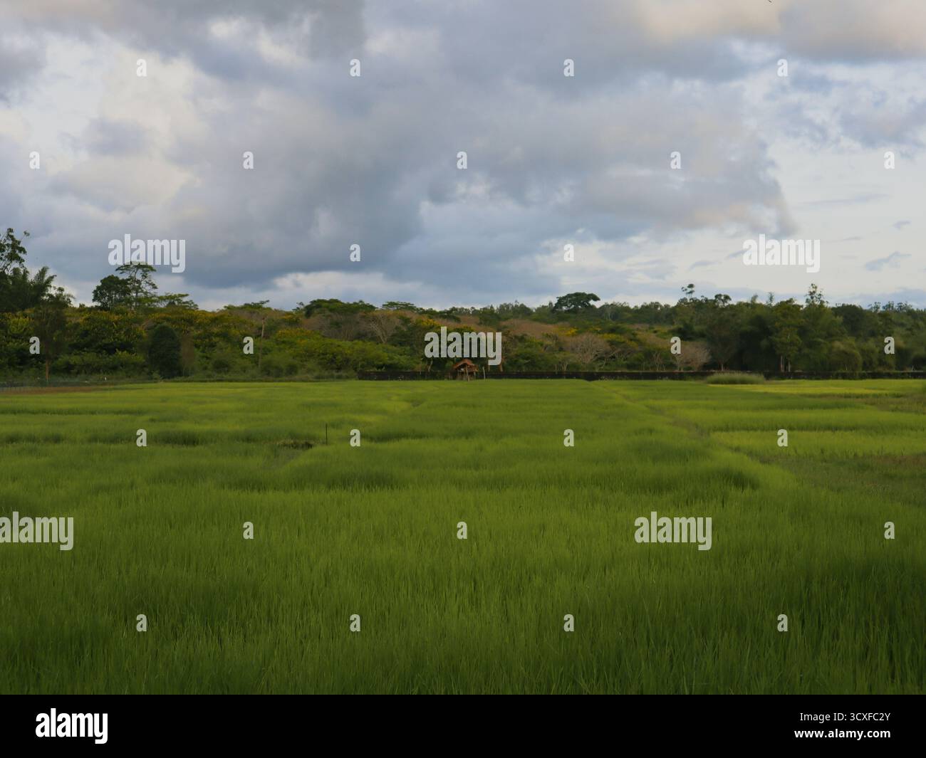 Reisfeld im Muthanga Wildlife Sanctuary in Wayanad, Kerala Stockfoto
