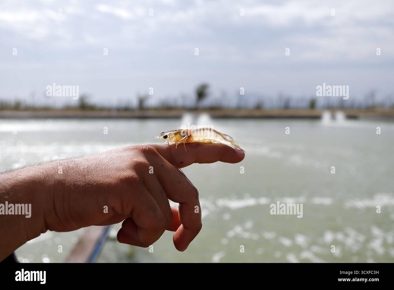 Weiße Garnelen, Litopenaeus vannamei, mit einem Hintergrund eines Anbauteichs Stockfoto