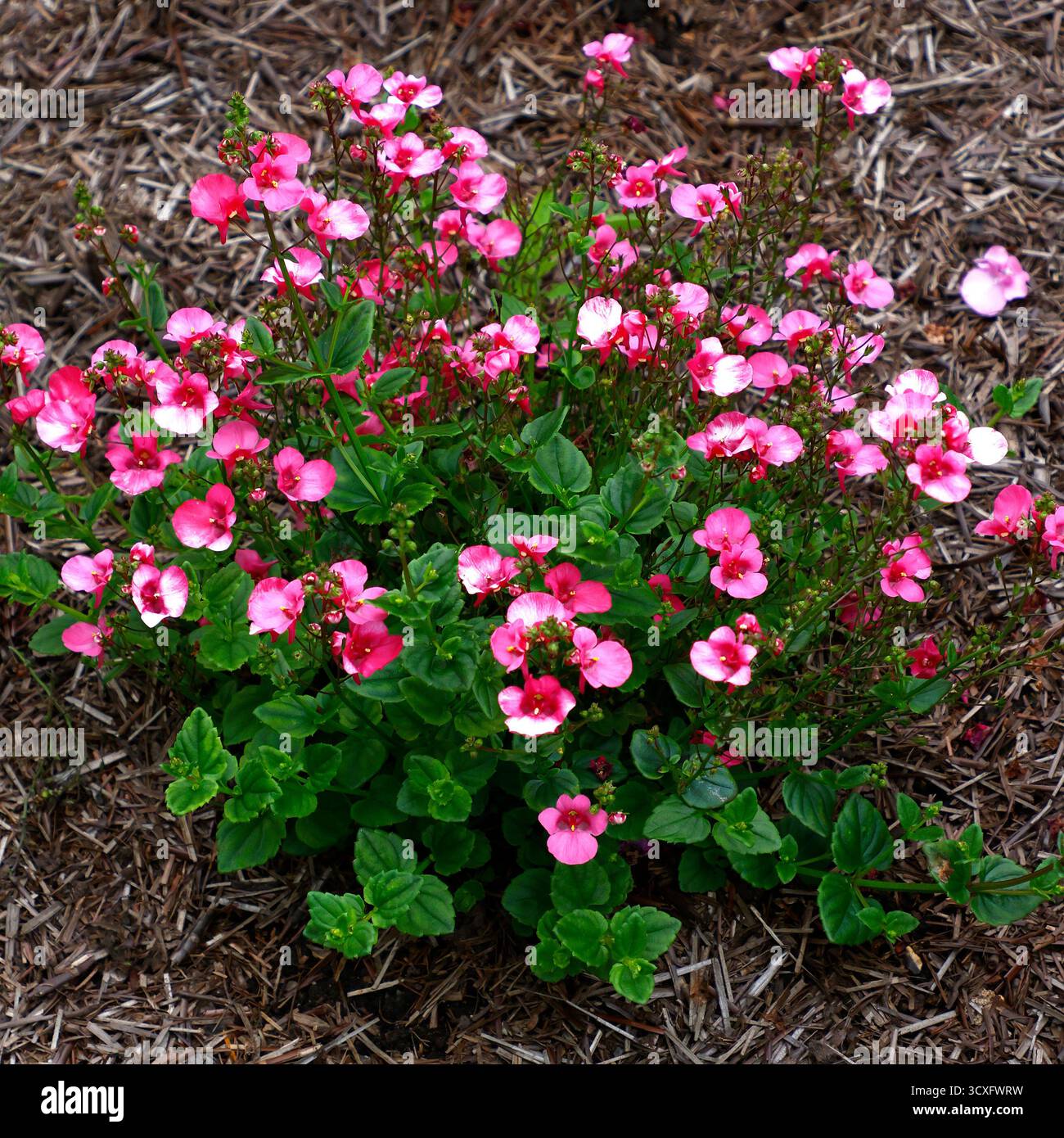 Nahaufnahme der rosafarbenen Blüten der sich ausbreitenden Twinspur diascia divira pink. Stockfoto