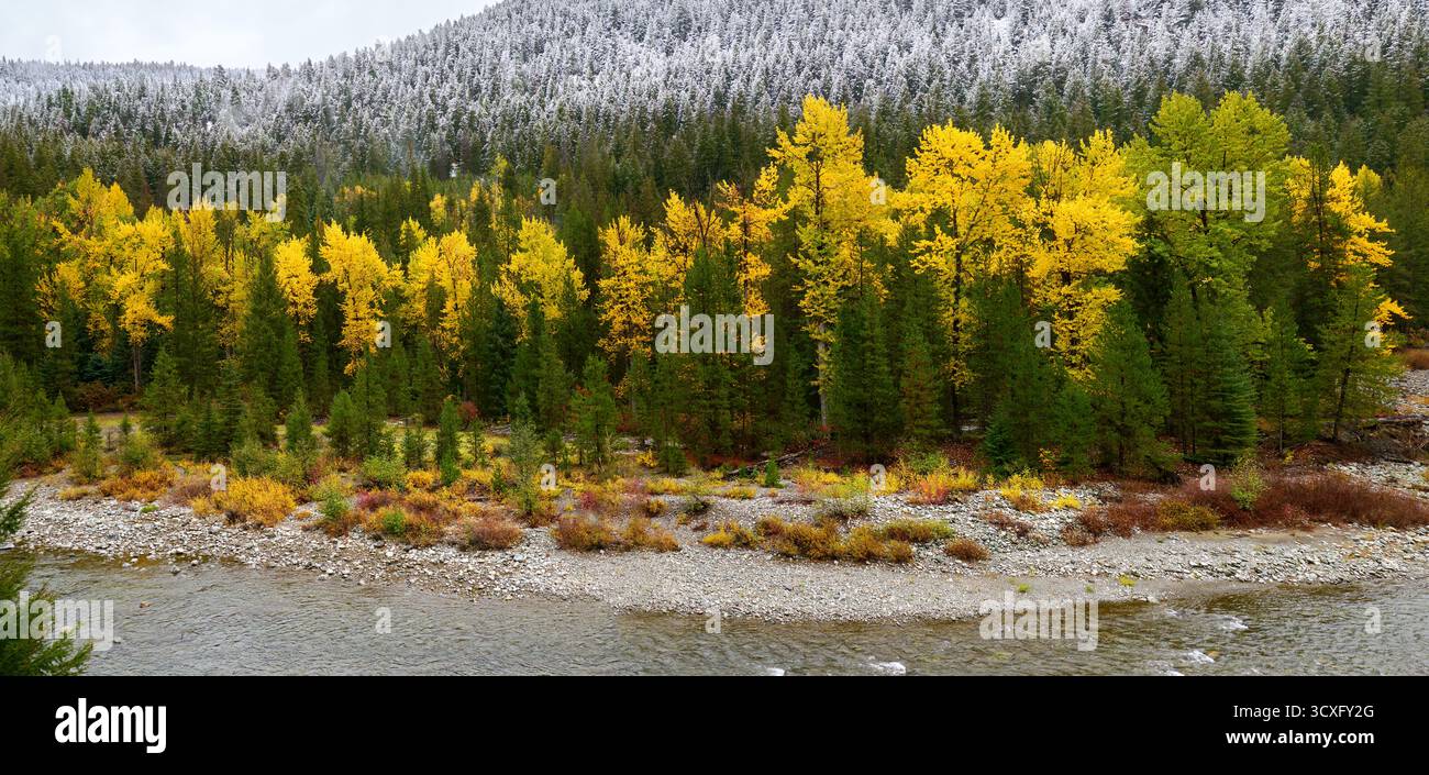 Similkameen River Herbstfarben und Schnee. Ein Aspenhain entlang des Similkameen River in vollen Herbstfarben mit einem Schneesturm darüber. Stockfoto