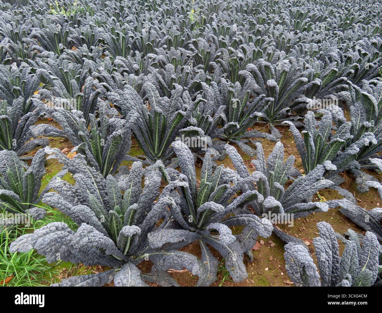 Palmkohl in Reihen auf einem Feld Palmkohl in Reihen *** Palmkohl in Reihen in einem Feld Palmkohl in Reihen Stockfoto