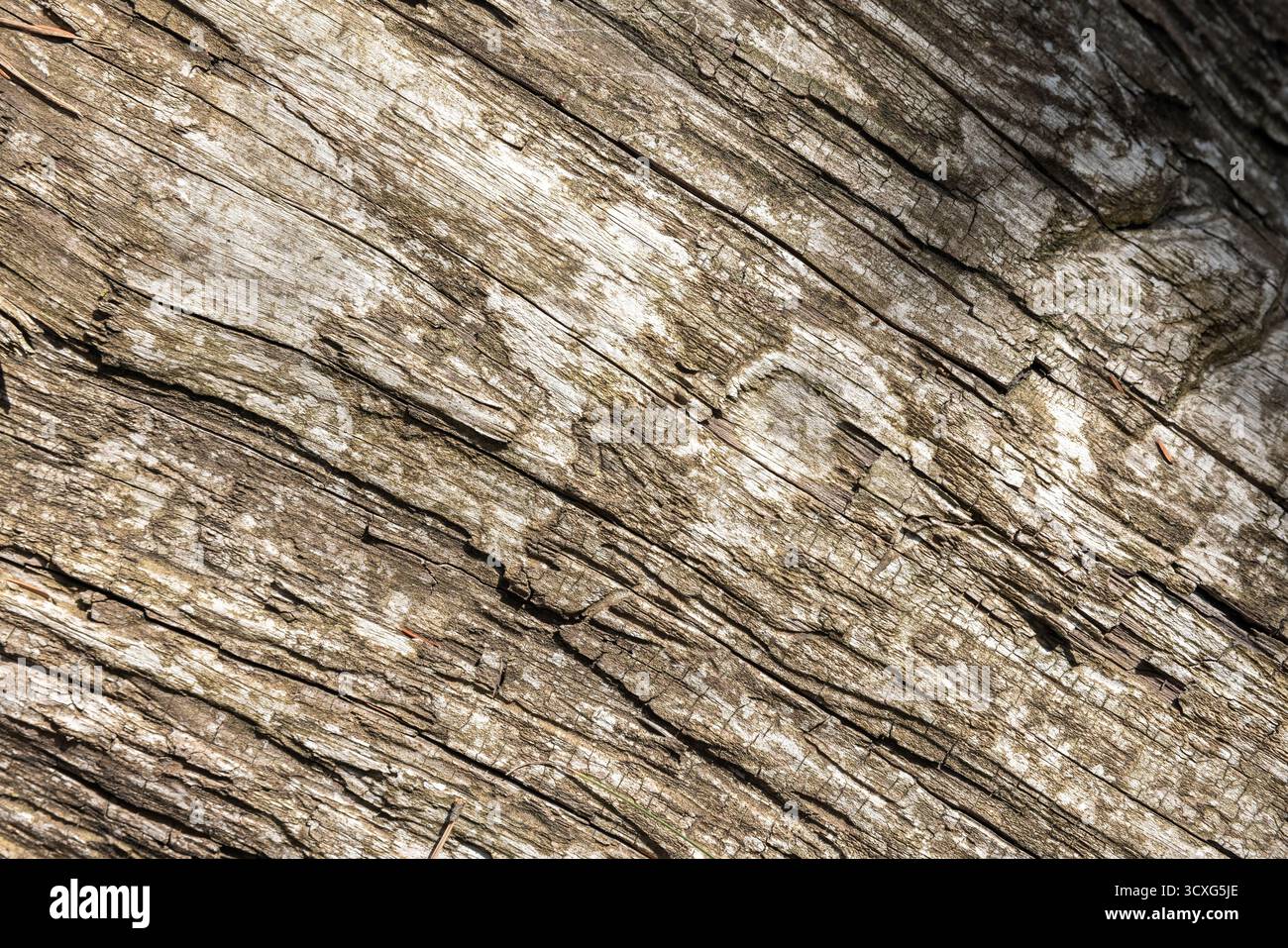 Eine detaillierte Nahaufnahme von gerissener, verwitterter Holzoberfläche mit natürlicher Körnung und gedämpften Tönen. Ideal für rustikale Themen, Texturen und Hintergründe in Design Stockfoto