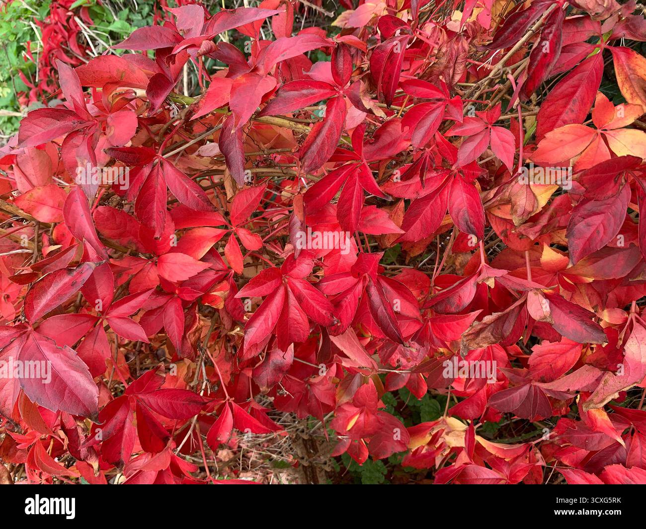 Nahaufnahme von kräftigen roten Herbstblättern. - Smartphone-aufgenommenes Stockfoto