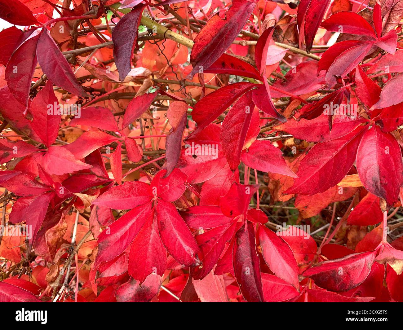 Nahaufnahme von kräftigen roten Herbstblättern. - Smartphone-aufgenommenes Stockfoto