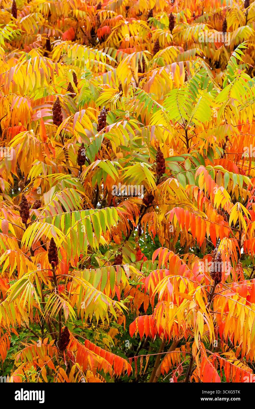 Staghorn Sumak, die Blätter der Pflanze färben sich im Herbst unterschiedlich. Stockfoto